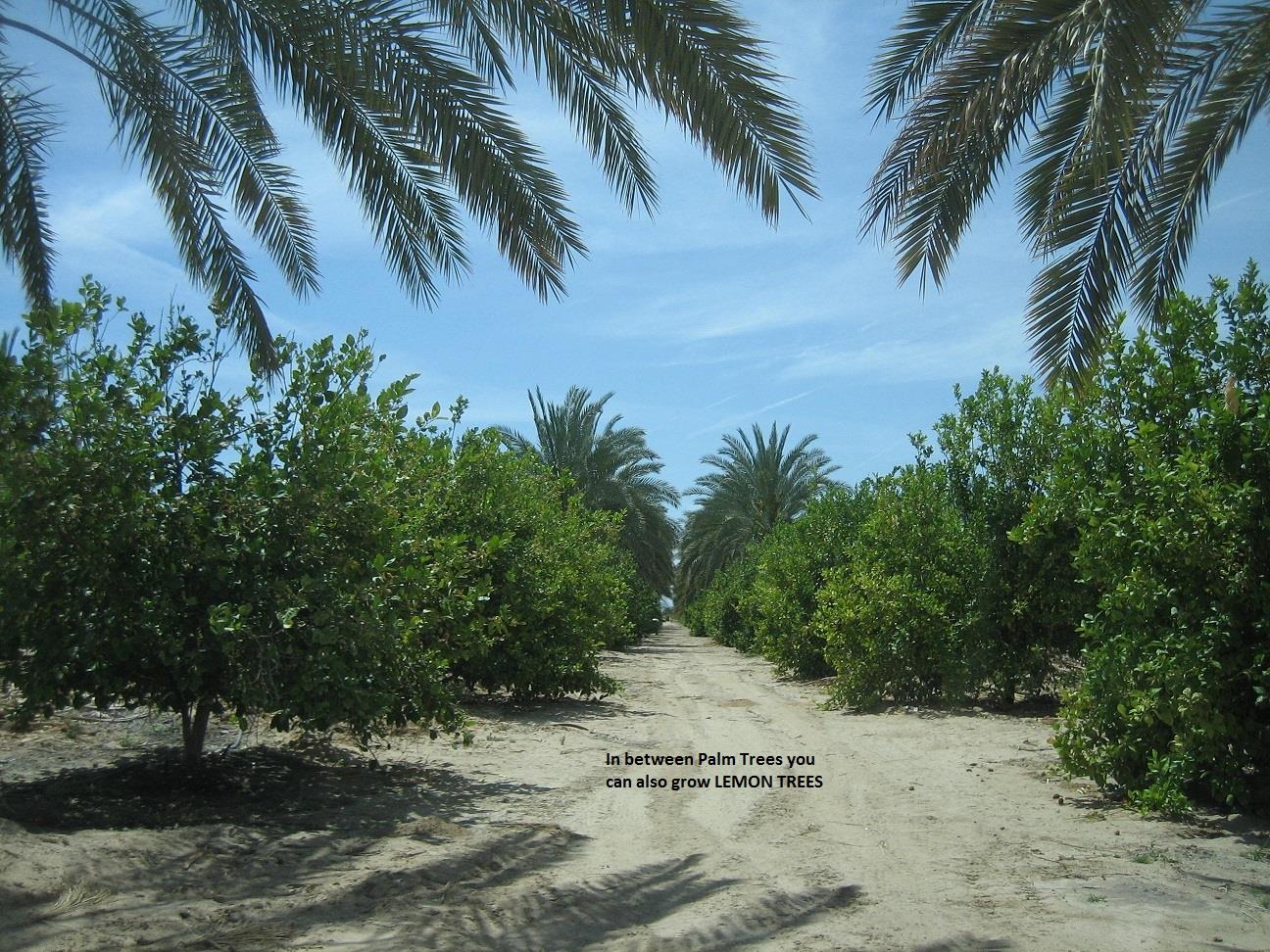 0 APN 810-311-004 & 810-311-010