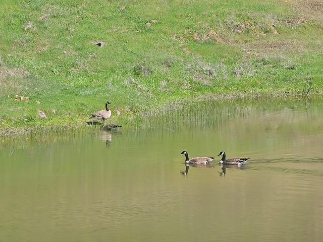 5979 Tapadero Street