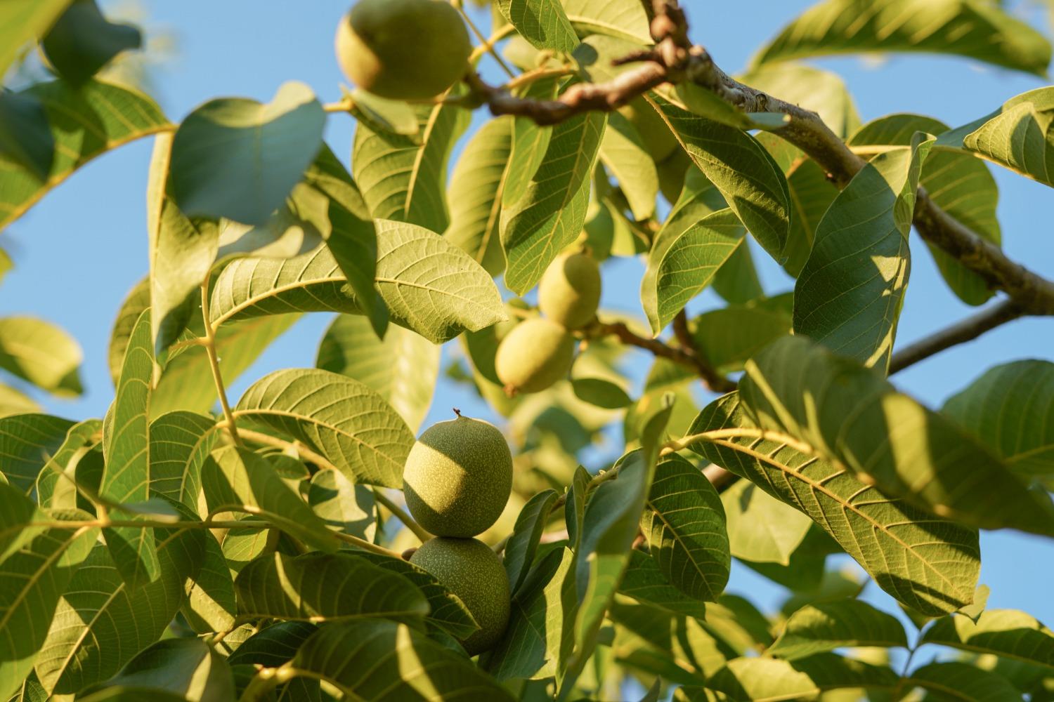 1192 E Gerard Avenue