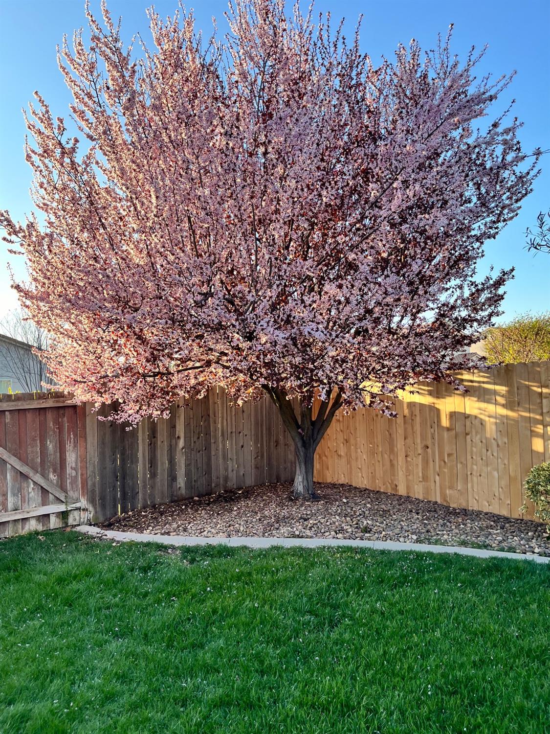 Stockton, California 95209, United States, 3 Bedrooms Bedrooms, ,3 BathroomsBathrooms,Residential,Pending,90319