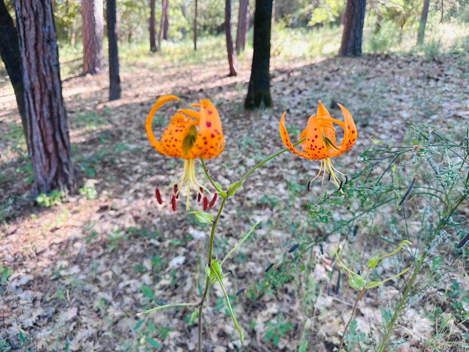 Nevada City, California 95959, United States, ,Land,Active,161745