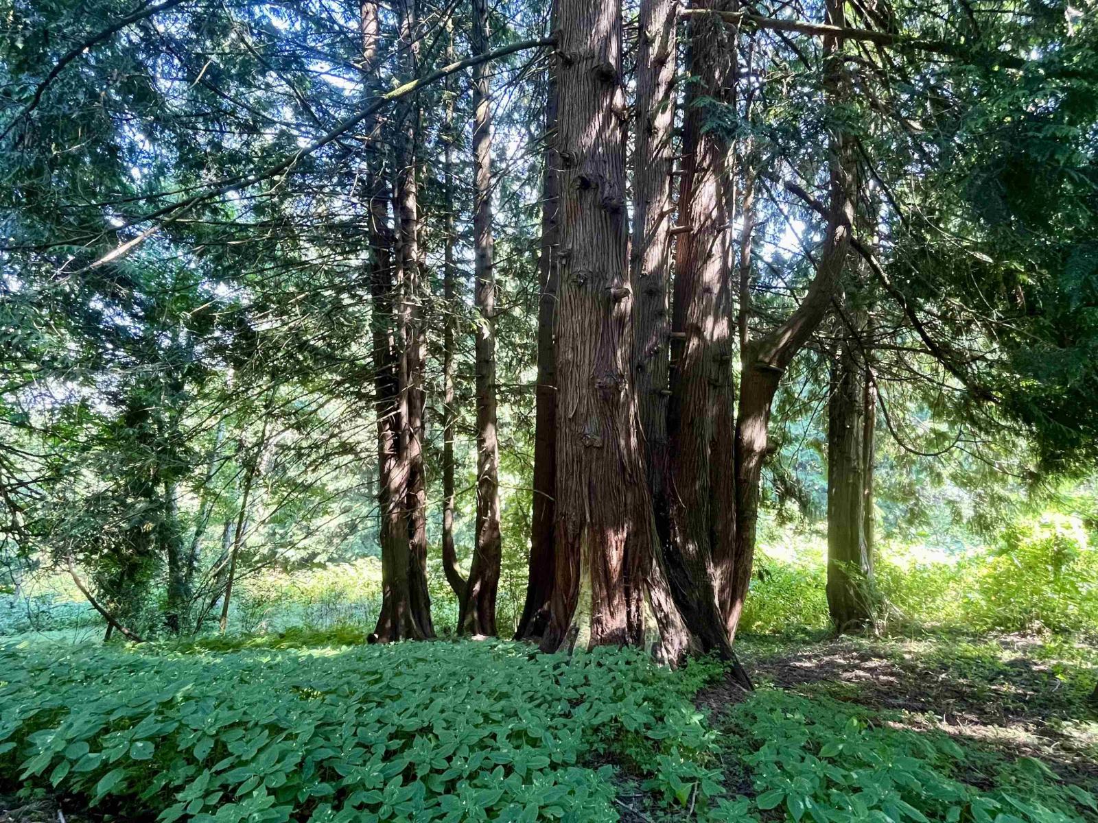 6080 ROSS ROAD|Ryder Lake