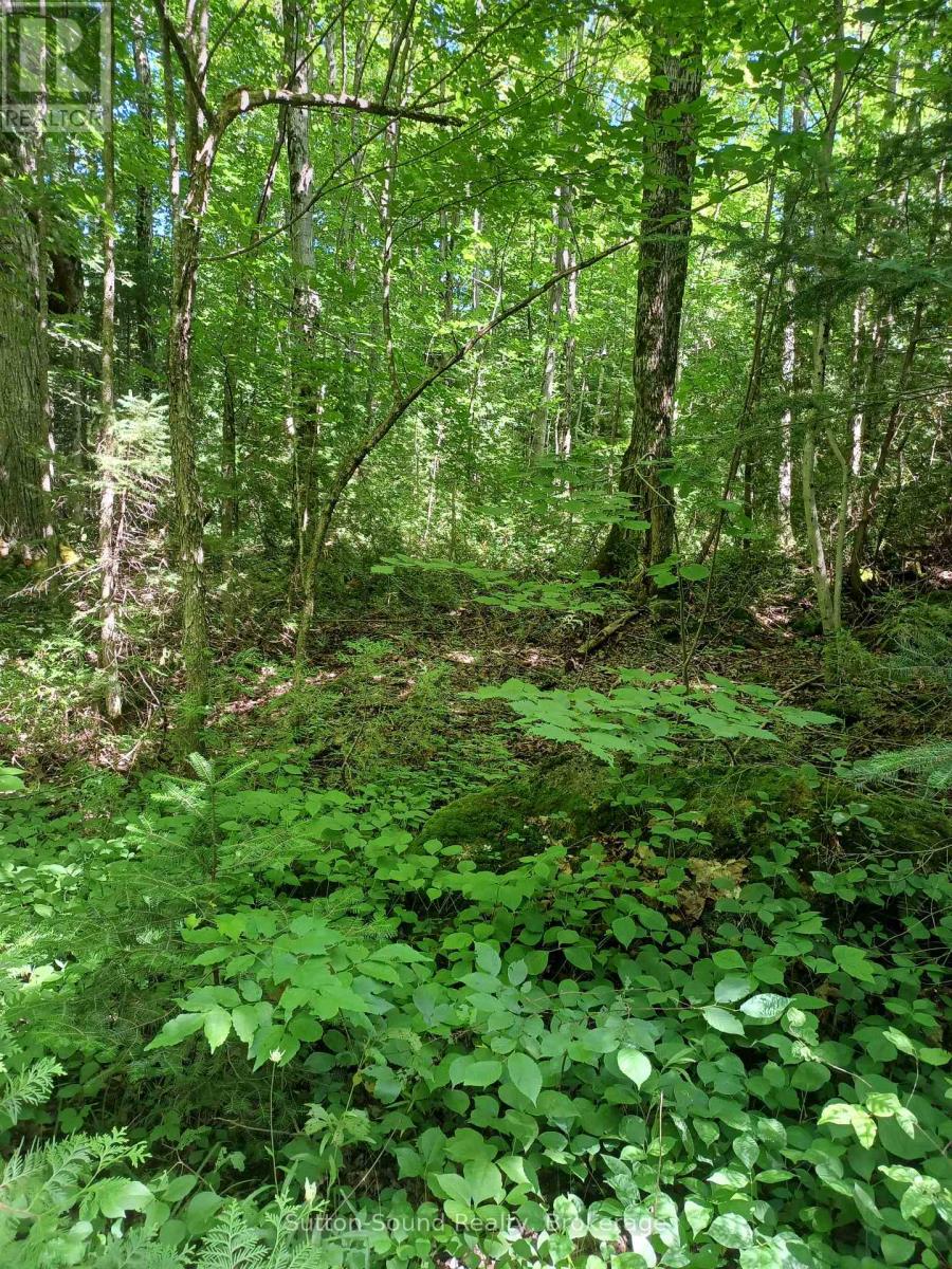 382309 CONCESSION 17