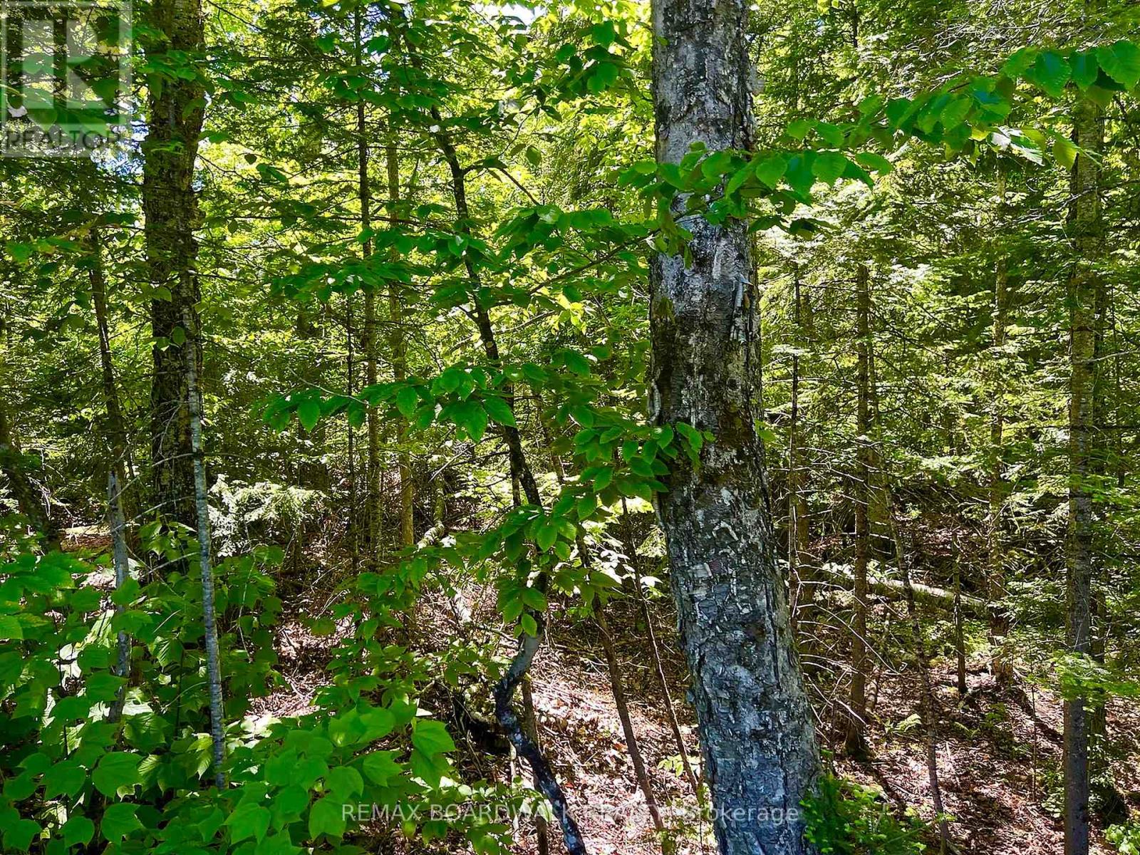 00 BUCKSHOT LAKE ROAD