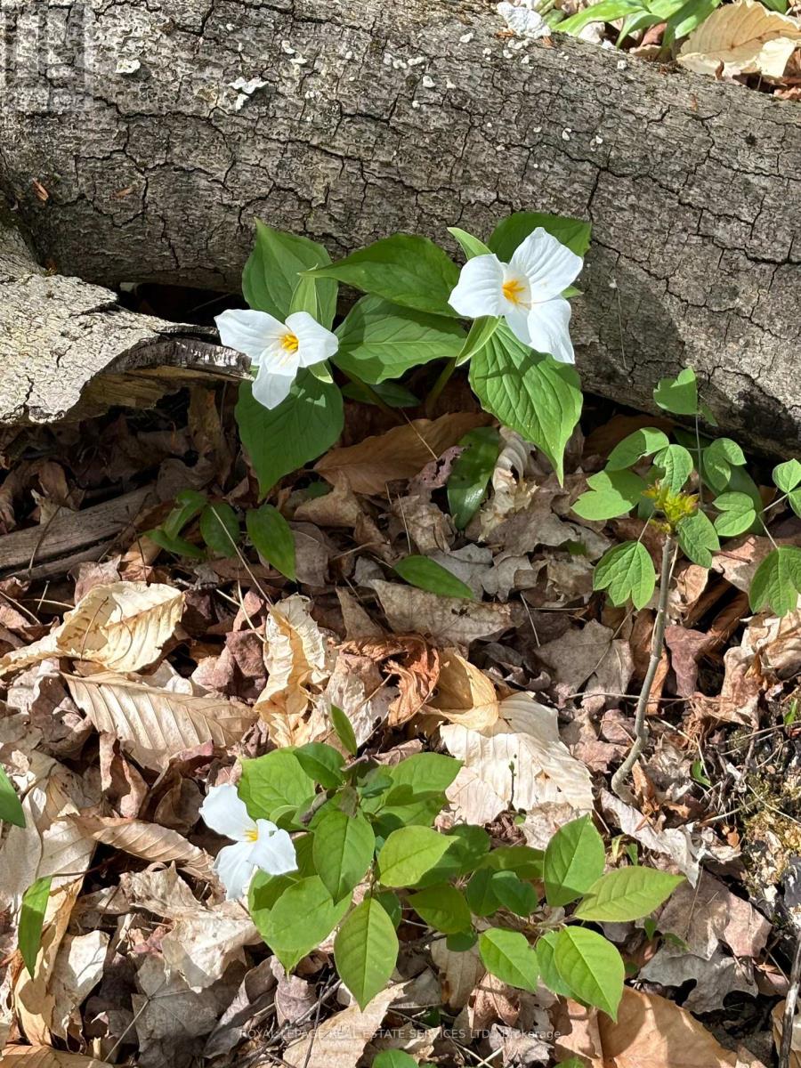 58111 12TH LINE (13 ACRE SEVERED PARCEL) ROAD