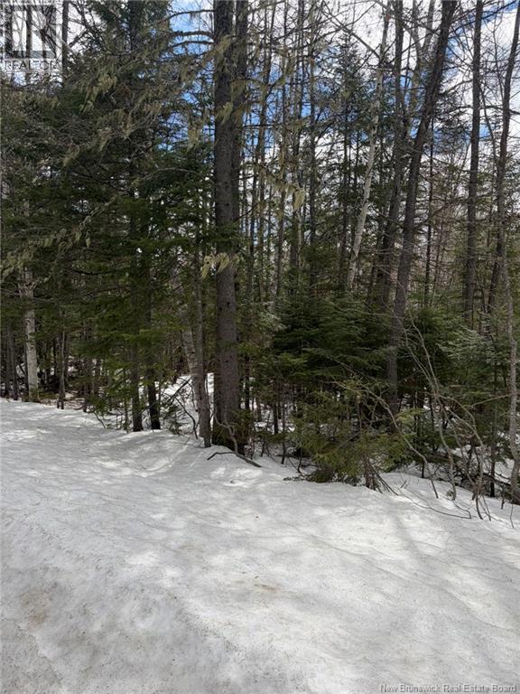3.7 Acres Route 435 - Photo 4