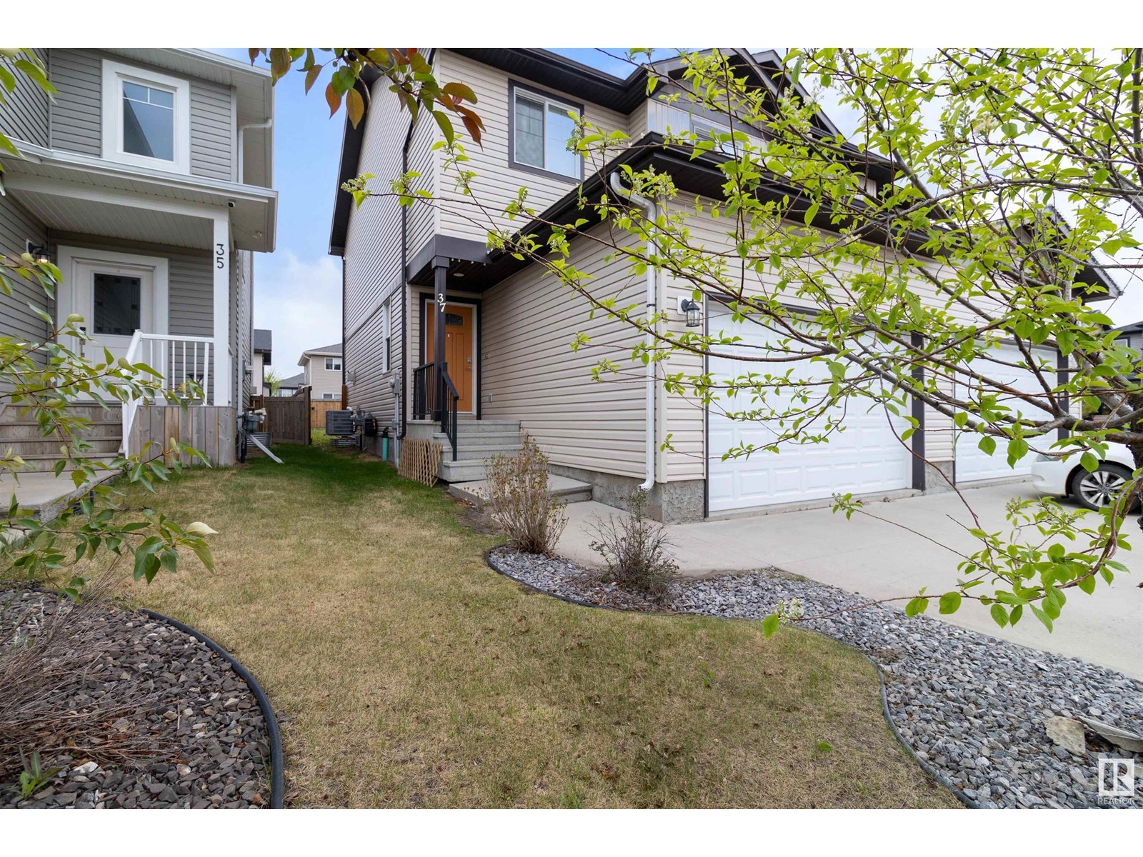 37 ROSEBERRY
