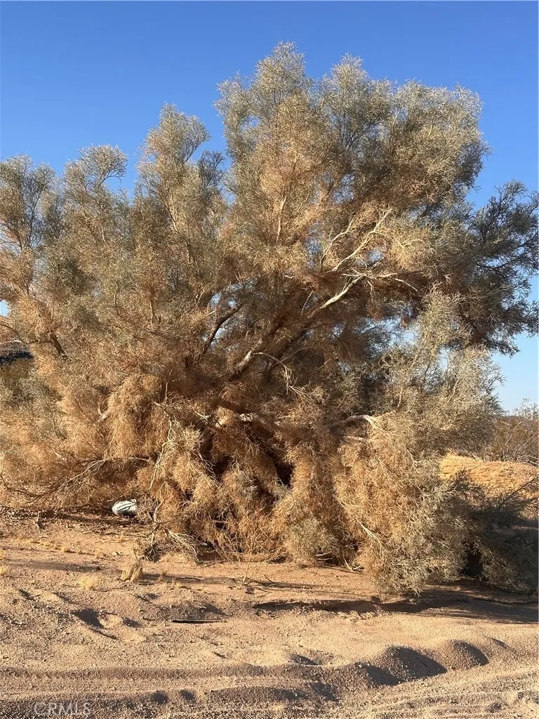 Additional image 15 of La Ferney, Joshua Tree, CA 92252