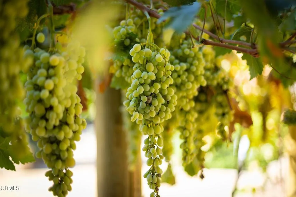 Additional image 21 of 1205 Country Club Drive, Ojai, CA 93023