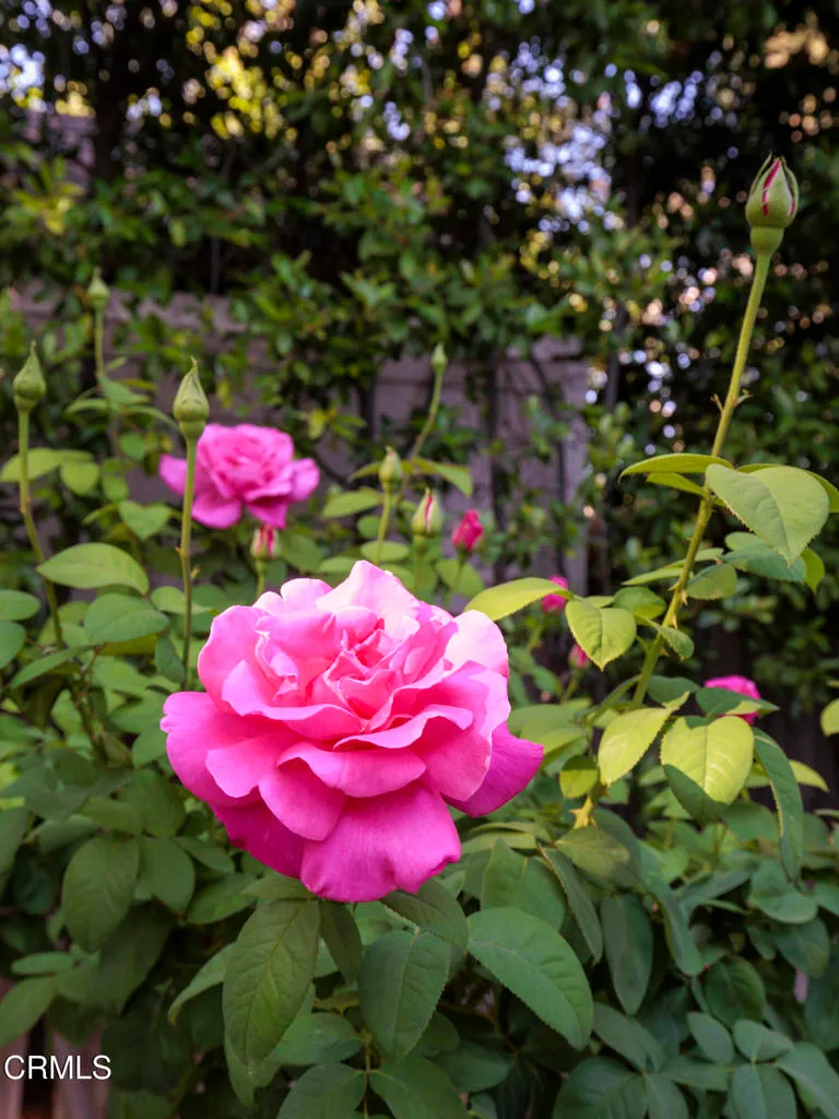 Additional image 67 of 1428 Ontario Avenue, Pasadena, CA 91103