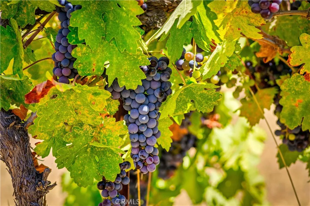 Additional image 110 of 6675 Kelsey Creek Drive, Kelseyville, CA 95451