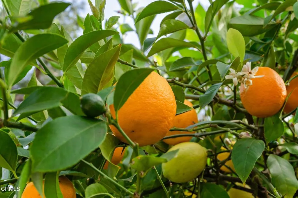 Additional image 82 of 11993 Macdonald Drive, Ojai, CA 93023