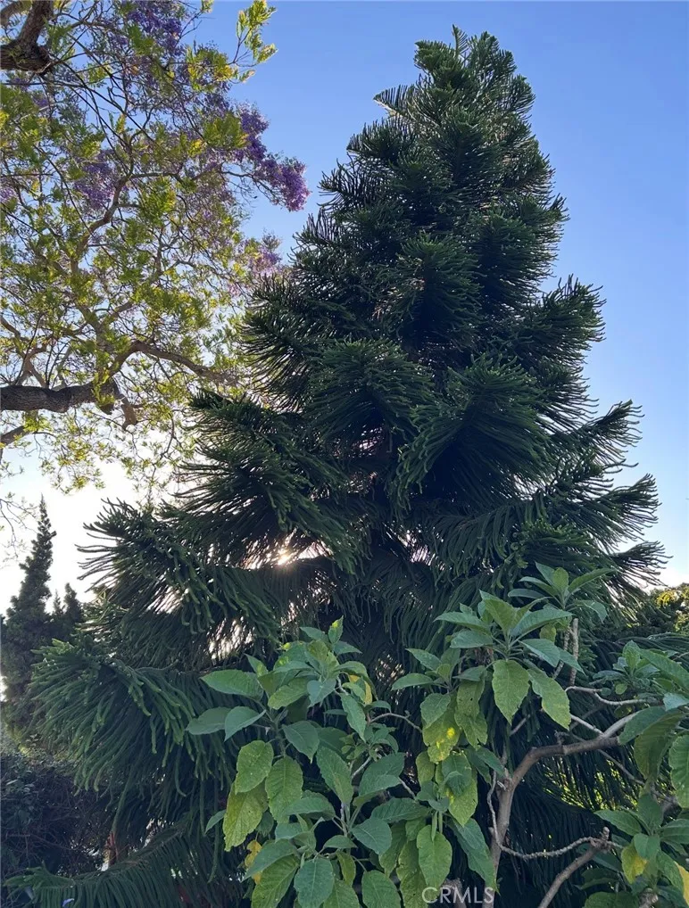 Additional image 47 of 1042 W 15th St, San Pedro, CA 90731