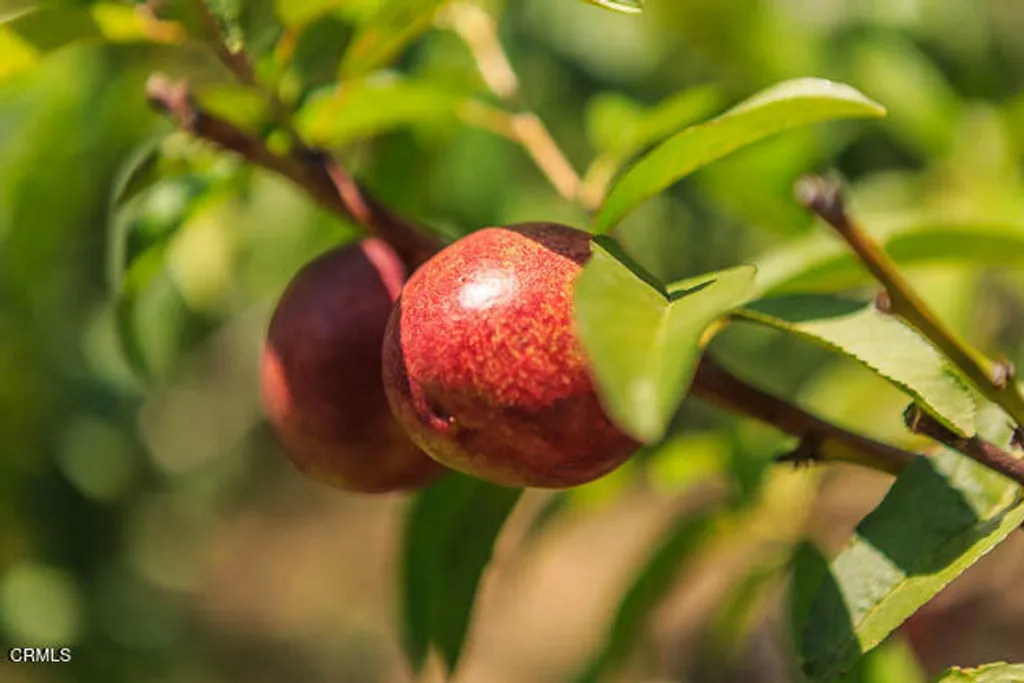 Additional image 27 of 3665 Shadow Grove Road, Pasadena, CA