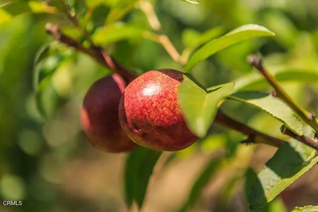 Additional image 53 of 3665 Shadow Grove Road, Pasadena, CA
