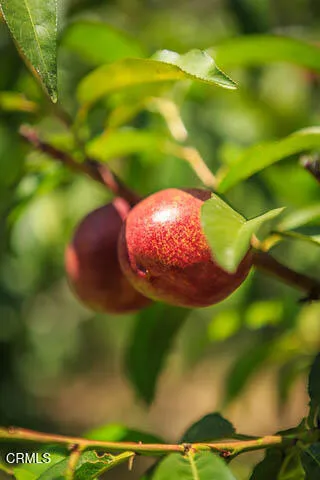 Additional image 54 of 3665 Shadow Grove Road, Pasadena, CA