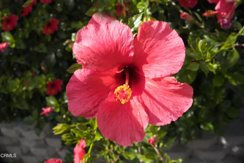 Additional image 40 of 57 Via Sintra Unit 57, Camarillo, CA 93012