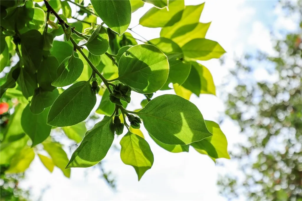 Additional image 39 of 1704 S Date Avenue, Alhambra, CA 91803