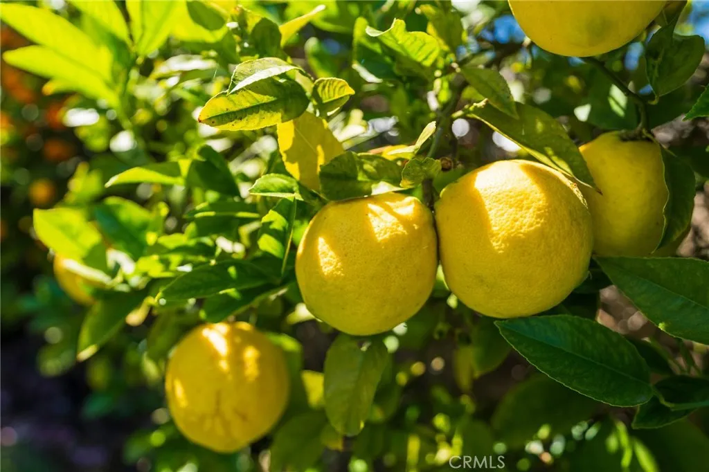 Additional image 69 of 4626 Greenmeadows Avenue, Torrance, CA 90505