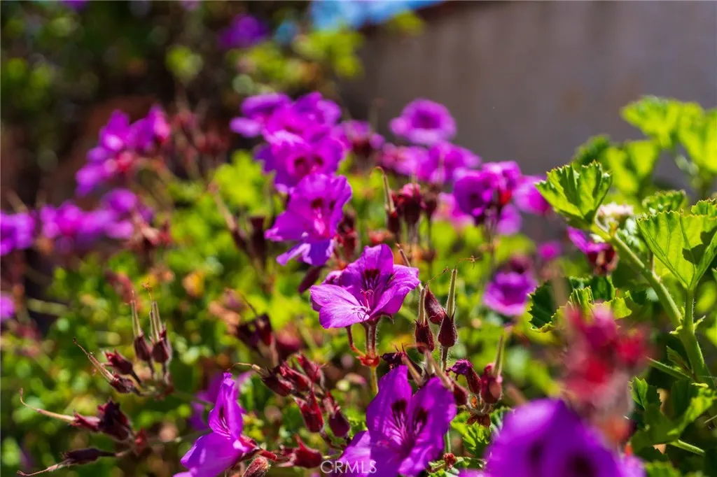 Additional image 67 of 4626 Greenmeadows Avenue, Torrance, CA 90505