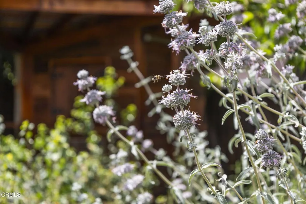 Additional image 140 of 909 Daly Road, Ojai, CA 93023