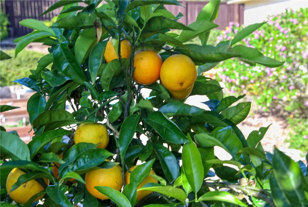 Additional image 125 of 841 Via Seco, Nipomo, CA 93444