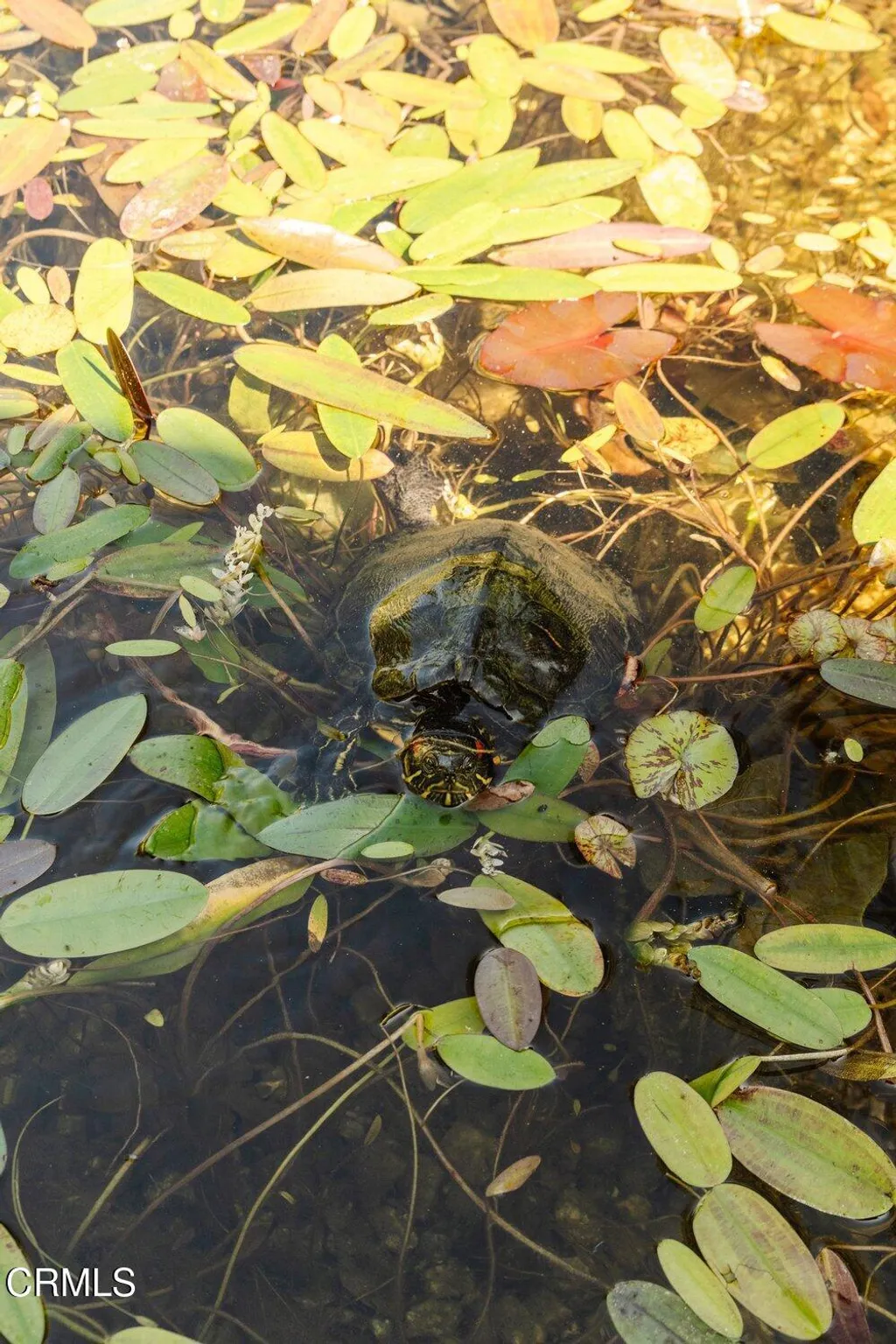 Additional image 41 of 1300 Meadowbrook Road, Altadena, CA 91001