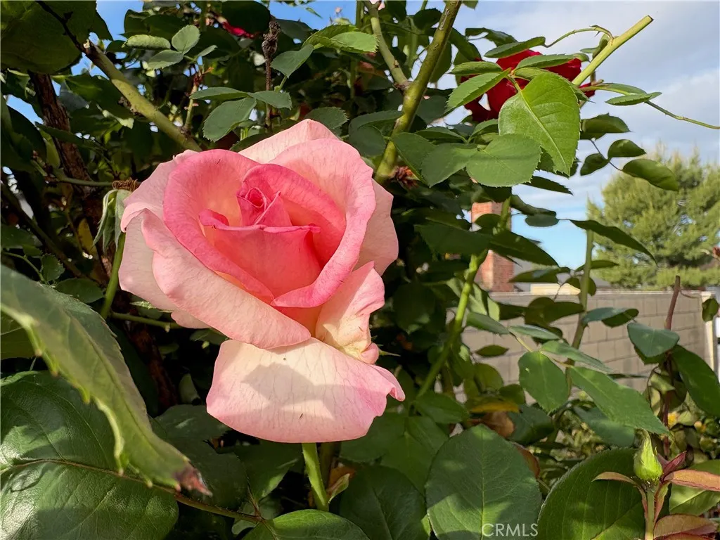 Additional image 52 of 7738 Kraft Avenue, North Hollywood, CA 91605