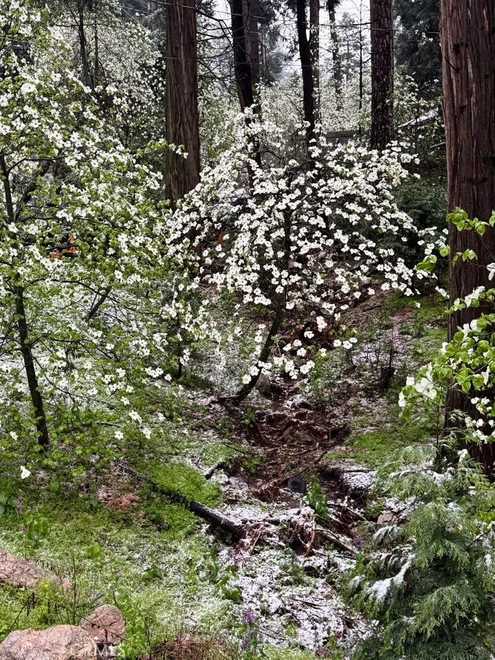 Additional image 54 of 425 Blue Jay Canyon Rd, Lake Arrowhead, CA 92317