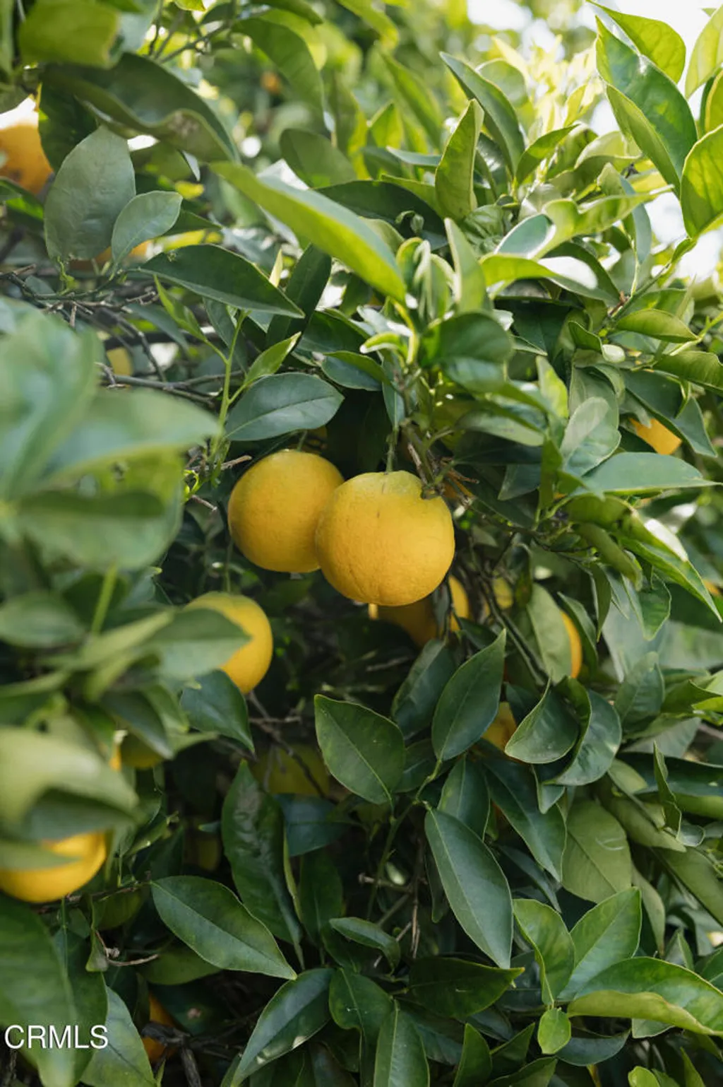 Additional image 23 of 12 Isabel Avenue Unit 83, Camarillo, CA 93012