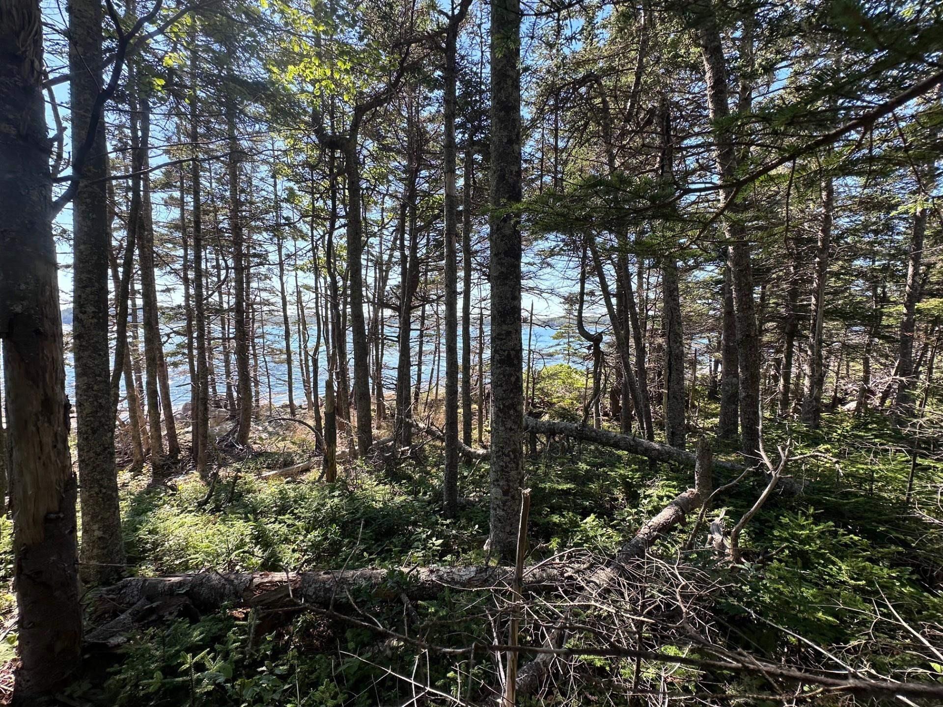 View of woods
