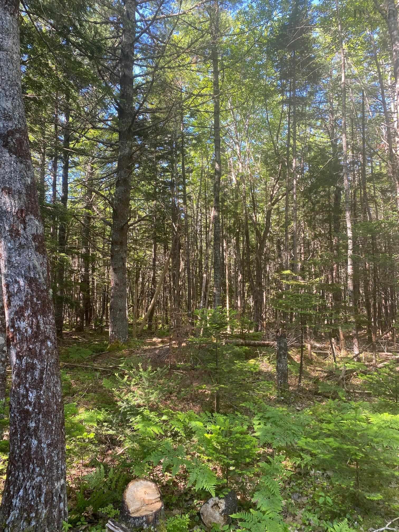 (Pid 60493061) Huey Lake Road Lot - Photo 2