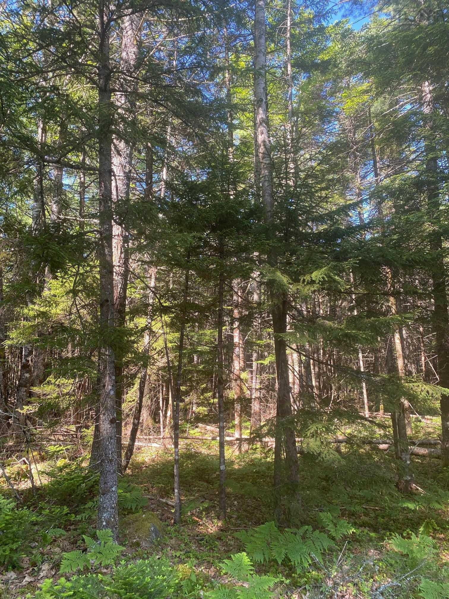 (Pid 60493061) Huey Lake Road Lot - Photo 4