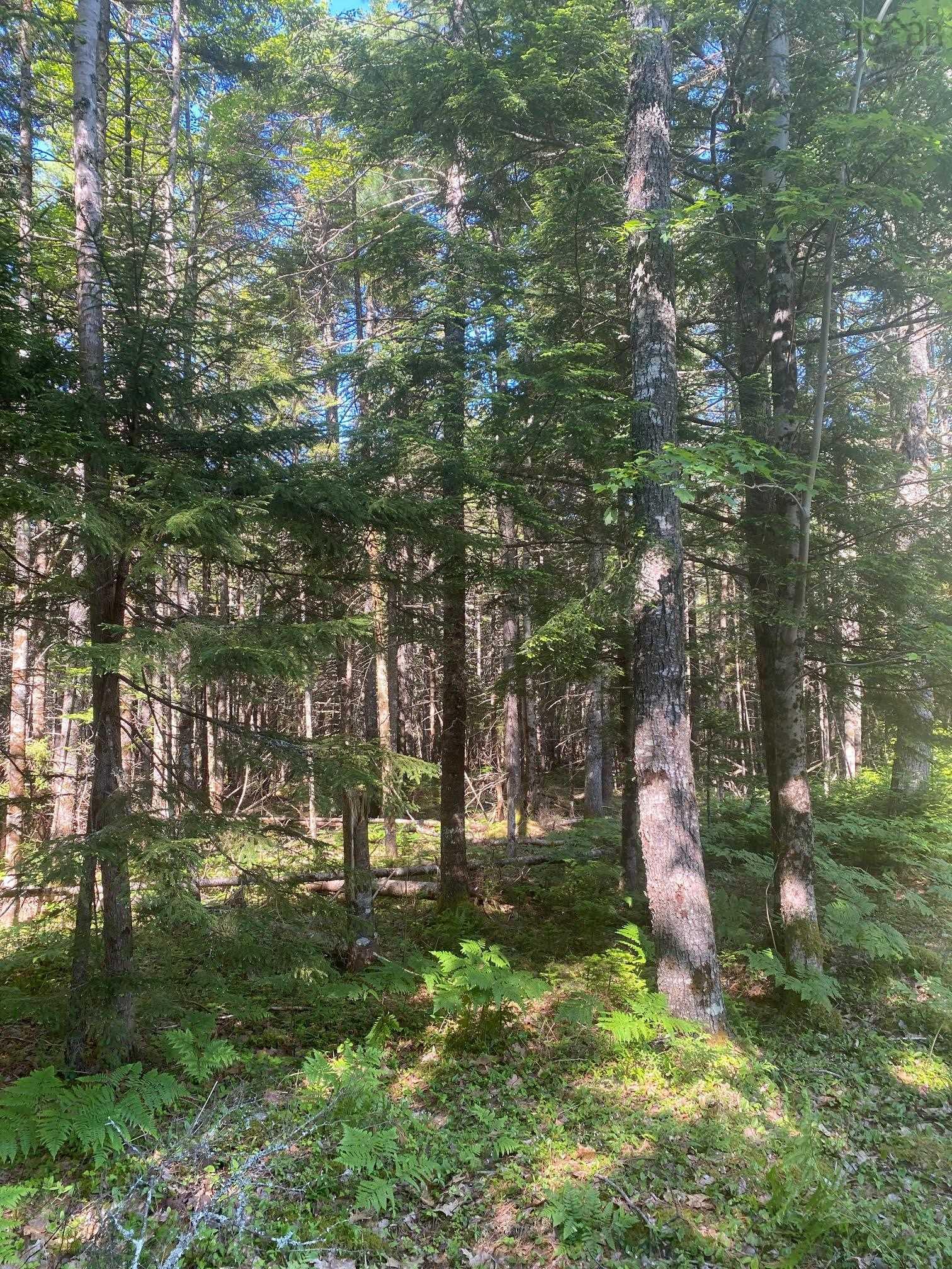 (Pid 60493061) Huey Lake Road Lot - Photo 3