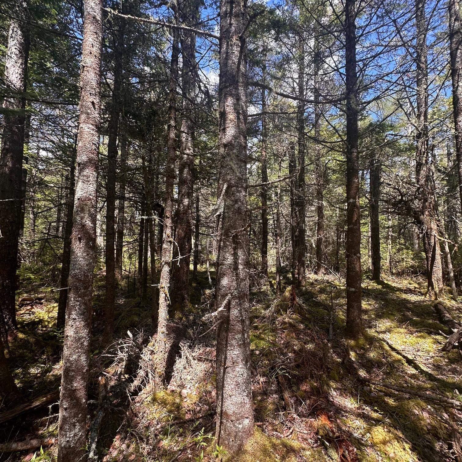 Somerset Drive Lot 16 - Photo 3