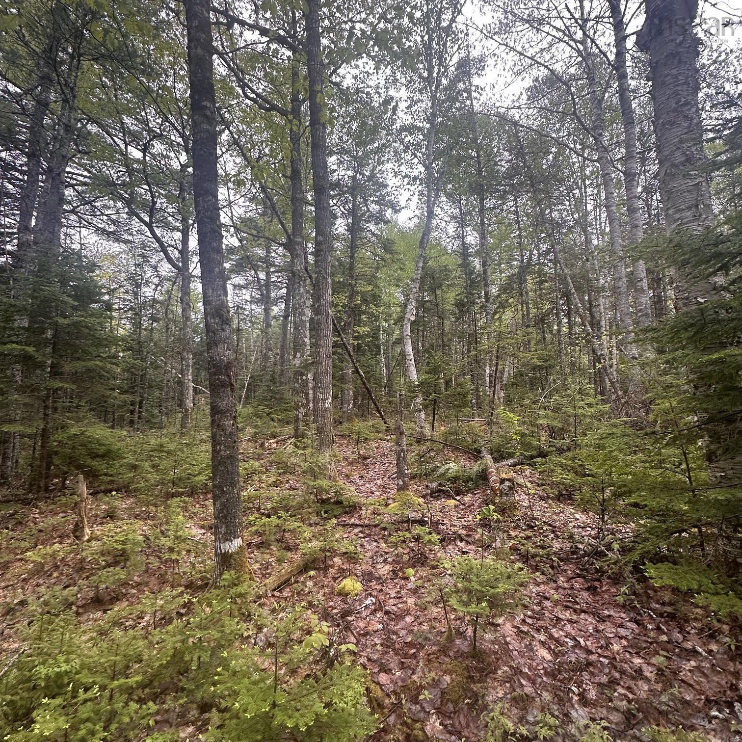 Photo 1 of 10 — Moose Pit Road Lot 22, Westfield, NS B0T 1B0