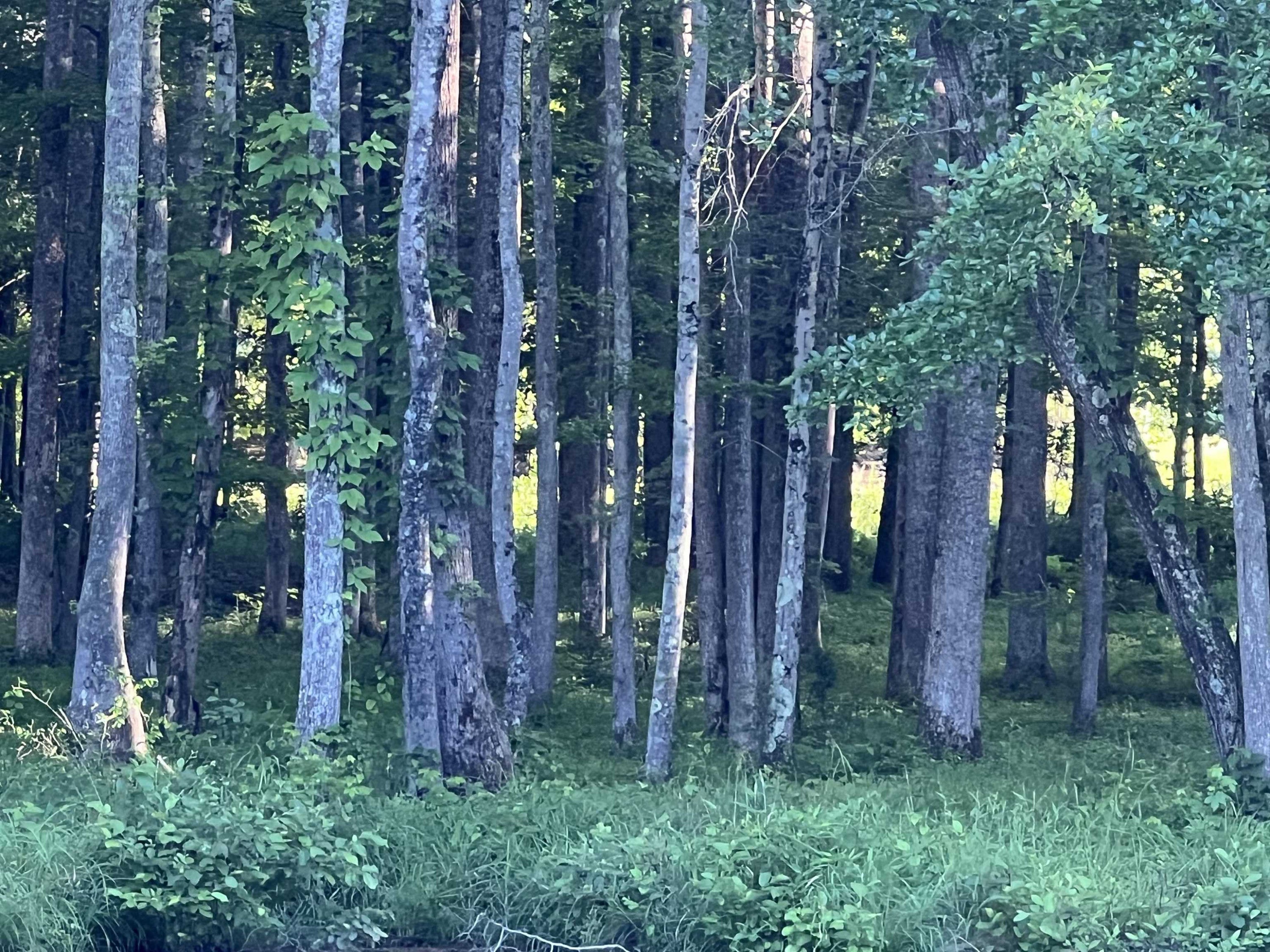 0 Excalibur Trail (Lot 234)