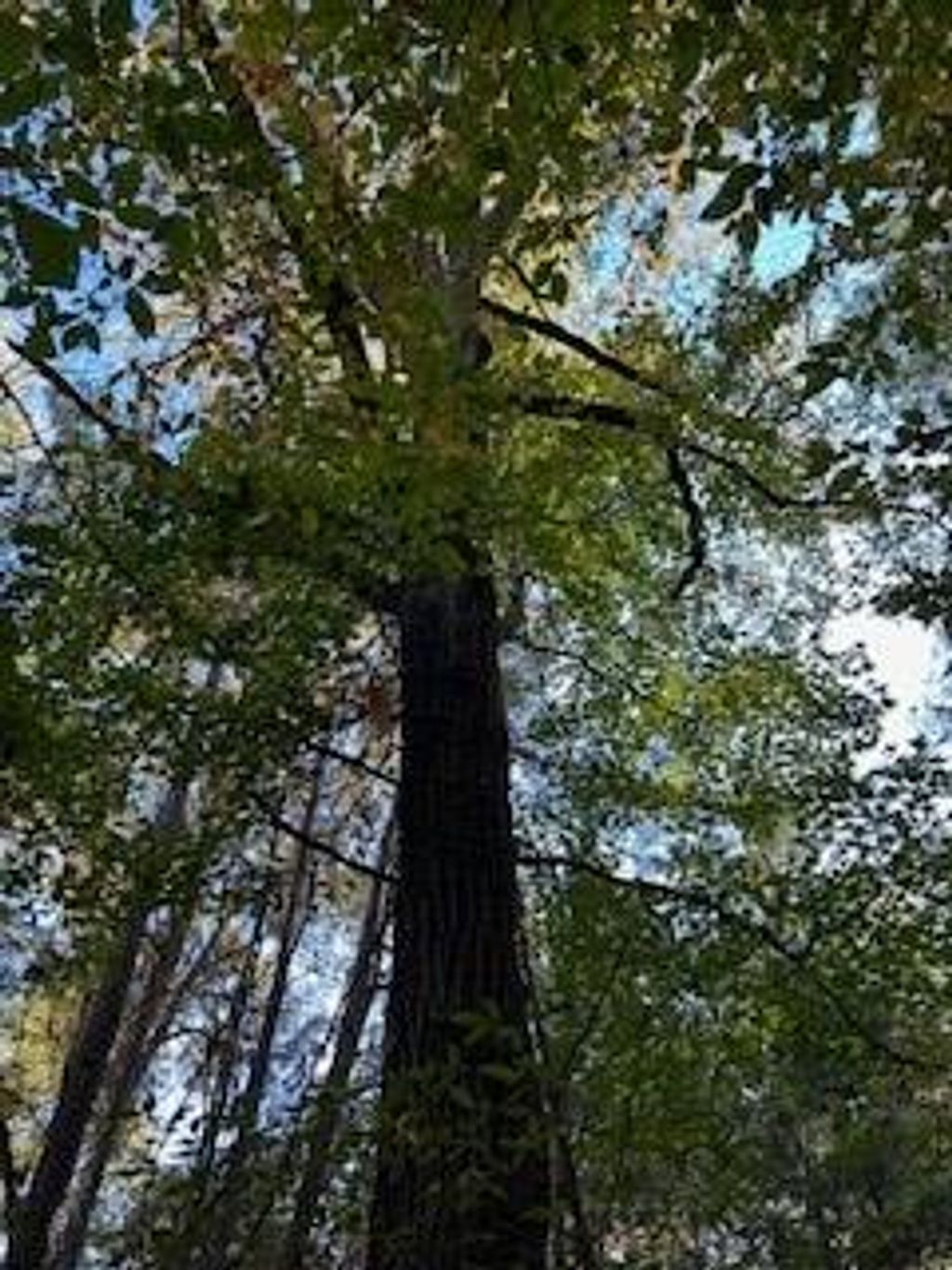 Photo of Tract 4 Hwy 9w, OXFORD, MS 38655 (MLS # 161981)