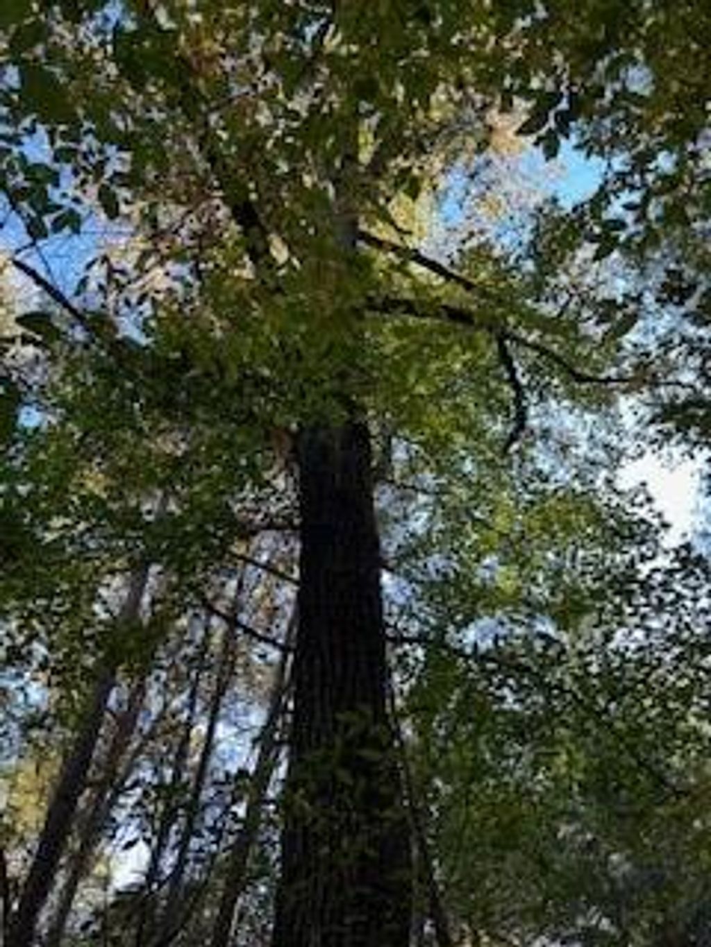 Photo of Tract 4 Hwy 9w, OXFORD, MS 38655 (MLS # 161981)