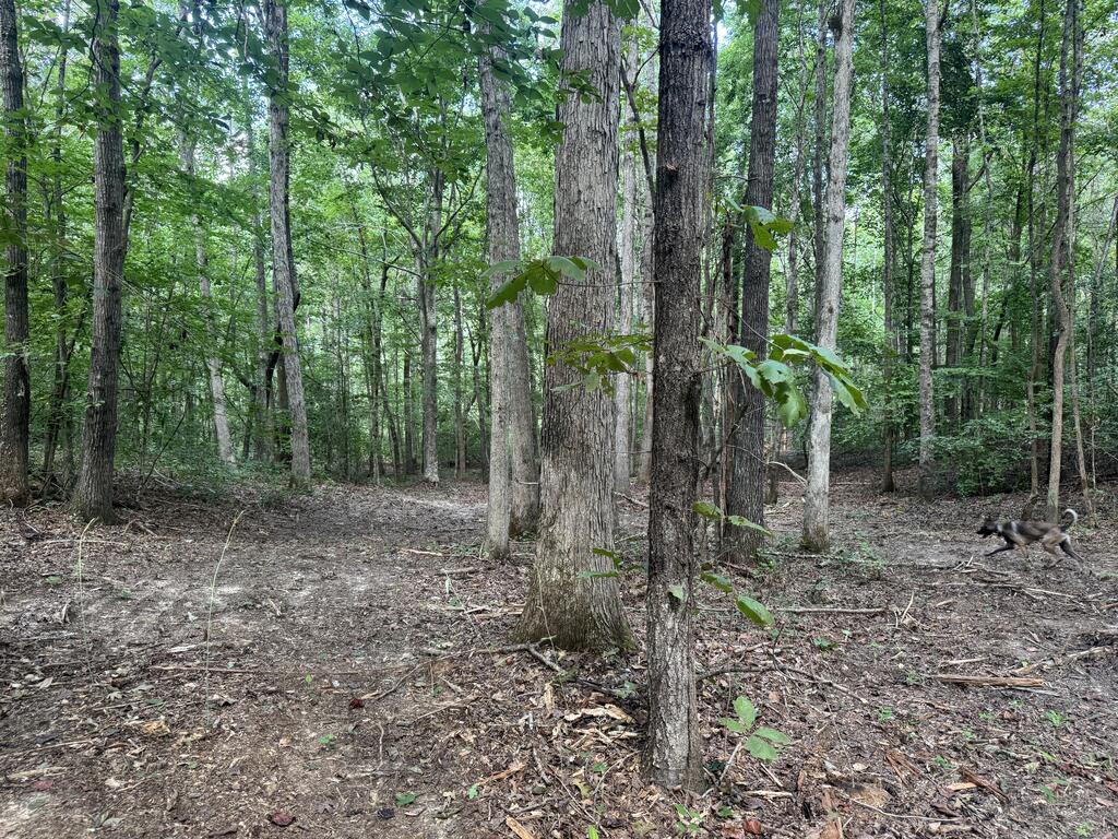 Photo of OTHER, MS 38833 (MLS # 168270)