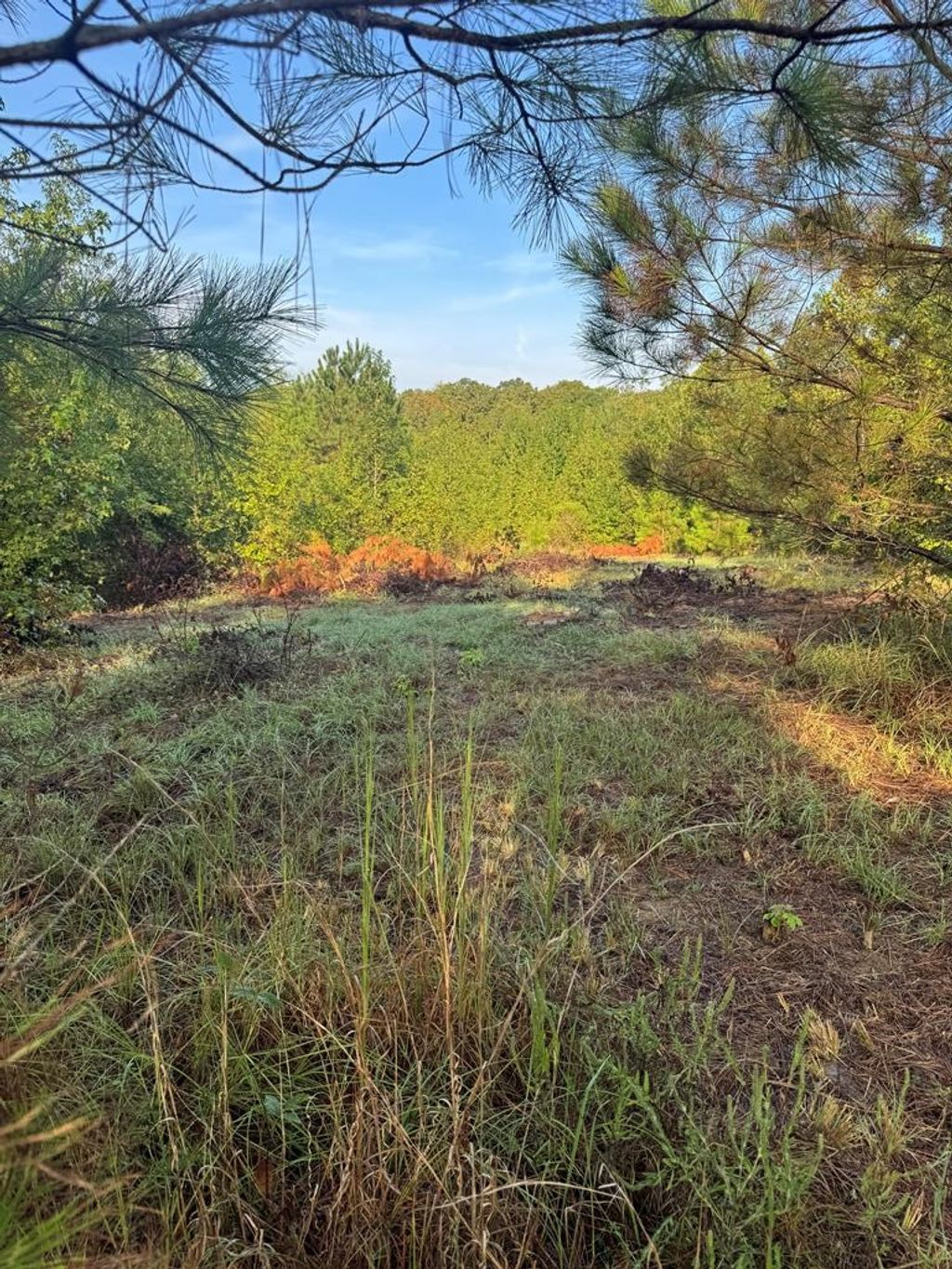 Photo of 00 Cr 367, OXFORD, MS 38655 (MLS # 161766)