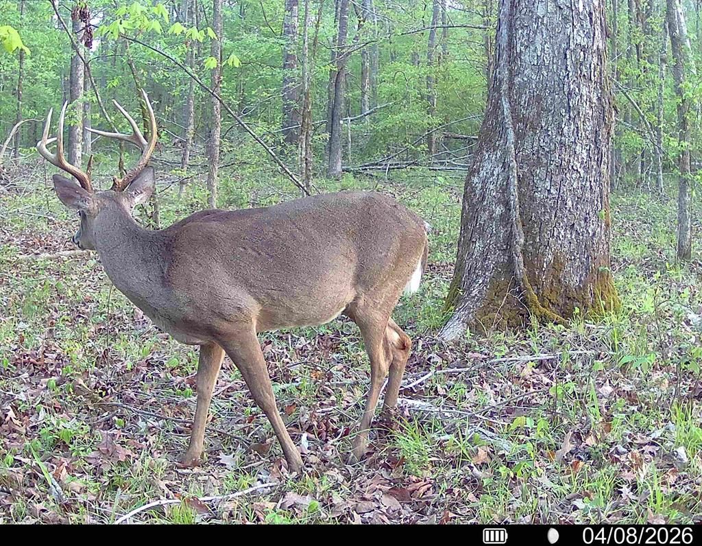 Photo of 3114 Cr 212, WATER VALLEY, MS 38965 (MLS # 166943)