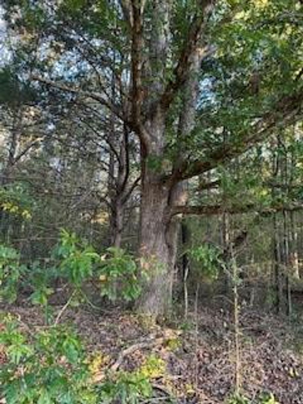 Photo of Tract 1 CR 369 and Hwy 9W, OXFORD, MS 38655 (MLS # 161976)