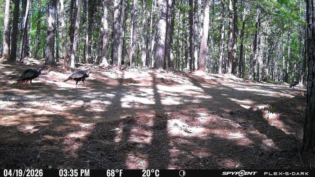 Photo of TBD Cr 255 (Lafayette County), THAXTON, MS 38871 (MLS # 167268)
