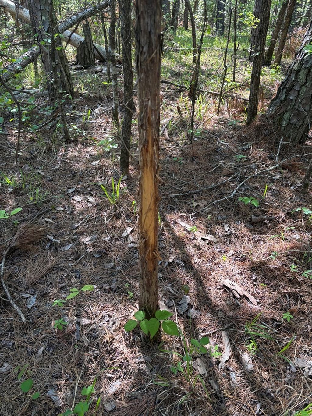 Photo of 00 Hobby Coop Road, THAXTON, MS 38871 (MLS # 167180)