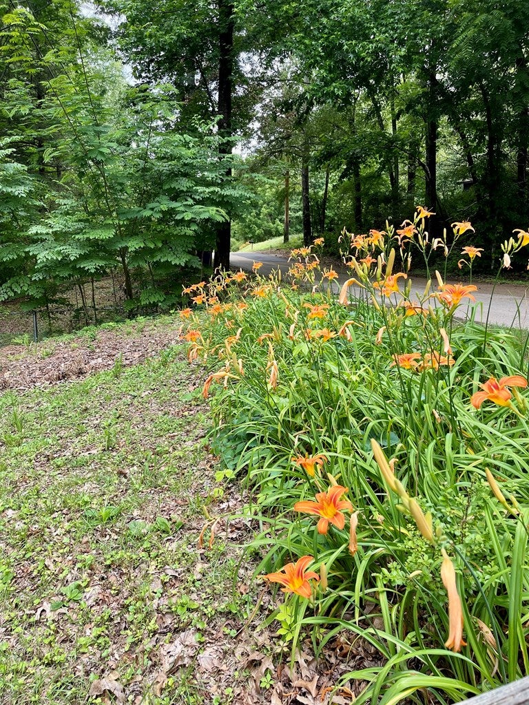 Photo of 1475 Snow Lake Drive, ASHLAND, MS 38603 (MLS # 167559)