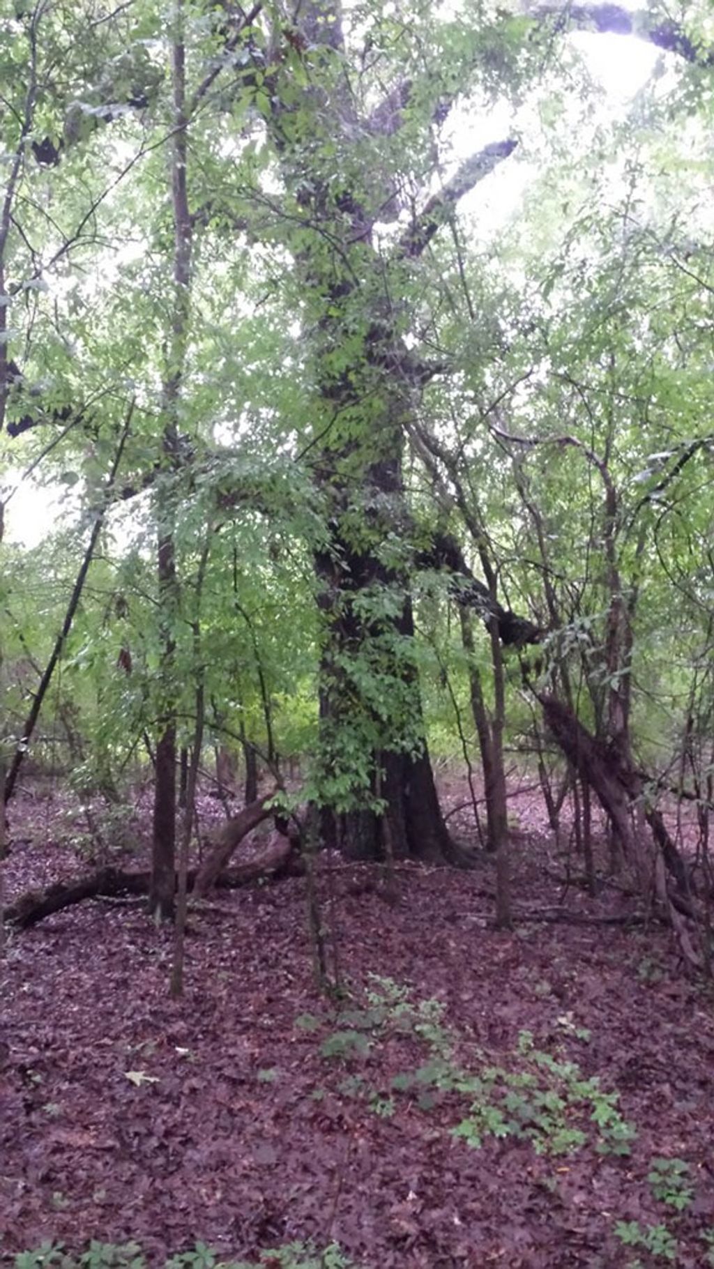 Photo of 0 Cr 160, OXFORD, MS 38655 (MLS # 164608)