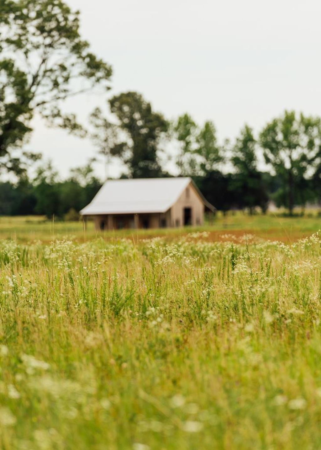 Photo of 447 County Road 215, ABBEVILLE, MS 38601 (MLS # 164742)