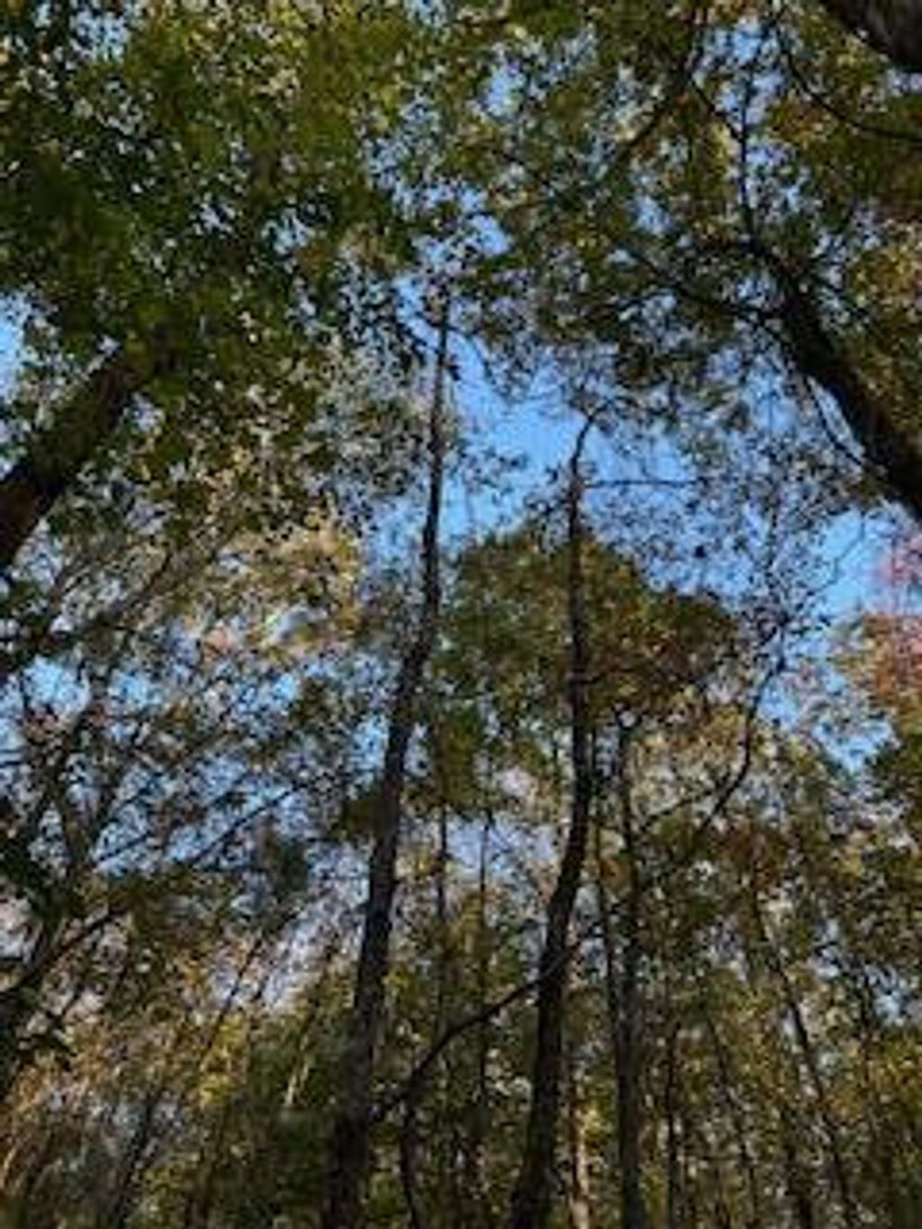 Photo of Tract 2 Hwy 9w,CR 369,, OXFORD, MS 38655 (MLS # 161980)