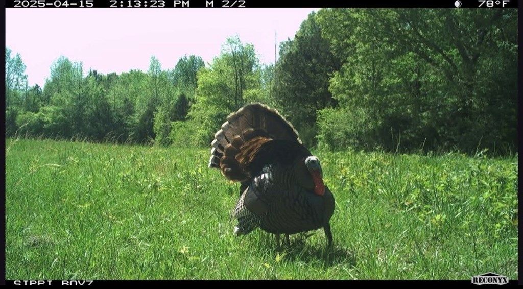 Photo of 00 Henderson Rd, BATESVILLE, MS 38606 (MLS # 164726)